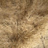 Selon le gouvernement, 36% du territoire portugais se trouve actuellement en situation de sécheresse sévère ou extrême, en particulier les régions de l'Alentejo et l'Algarve, dans le sud du pays.